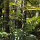 Imagen para el artículo titulado Esta región del Amazonas albergó una compleja civilización perdida de la que no se sabía nada hasta ahora